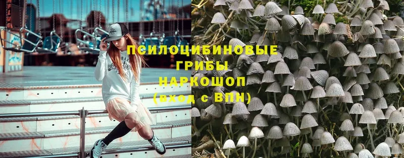 Псилоцибиновые грибы Psilocybe  Микунь 